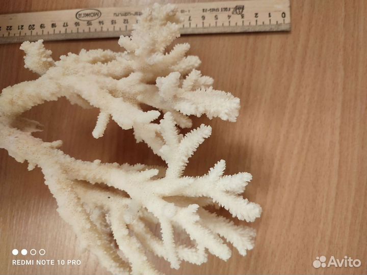 Кораллы для аквариума натуральные