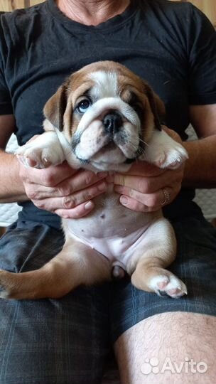 Английский бульдог девочка шоу формата