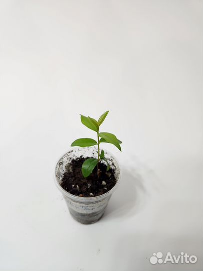 Мирт крупнолистный