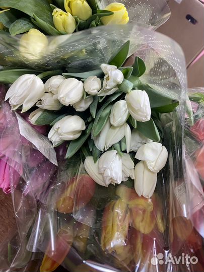 Тюльпаны Florence