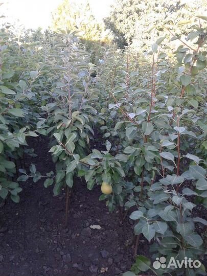 Саженцы плодовых деревьев