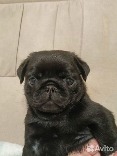 Щенки мопса