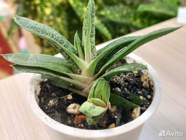 Суккуленты