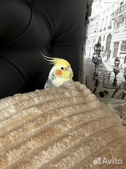 Передержка попугаев