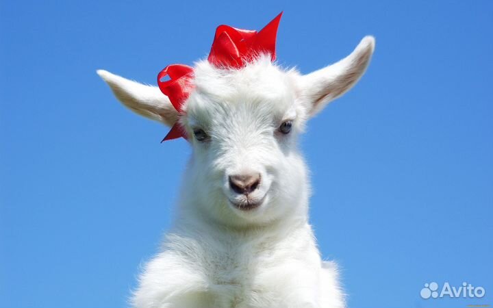 Продаются козы