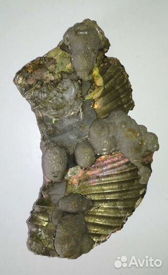 Волжский набор древних окаменелостей 34