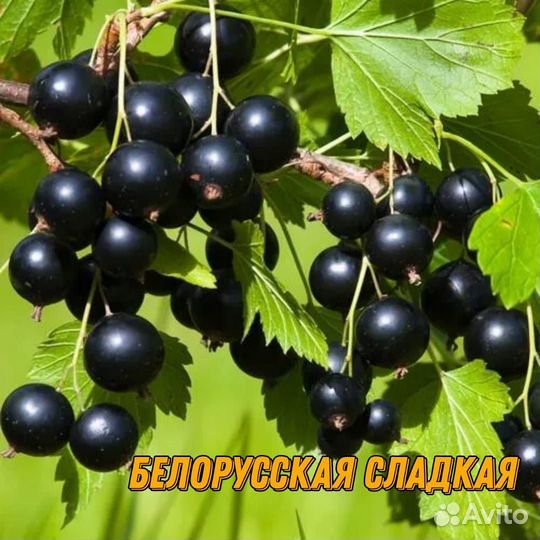 Саженцы смородины и крыжовник