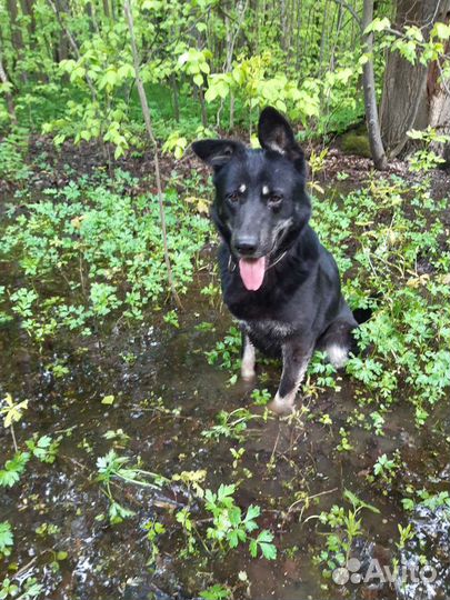 Метис овчарки в добрые руки,собака из приюта