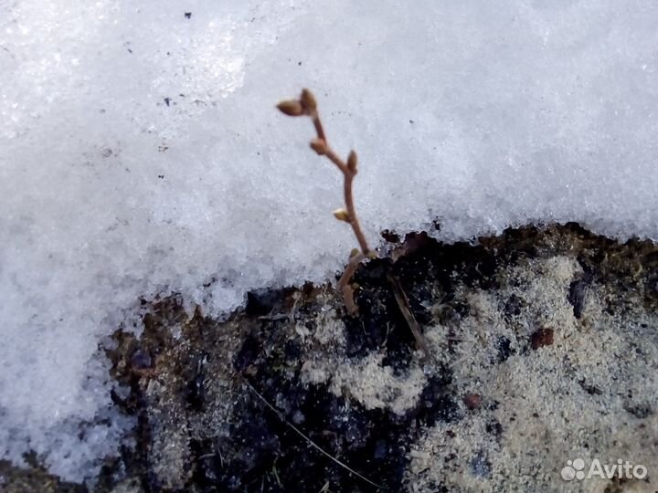 Саженцы ореха фундук,крыжовник