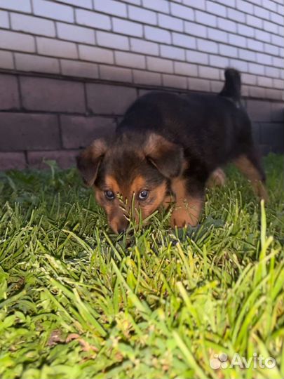 Собаки бесплатно в добрые руки