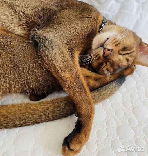 Абиссинские котята