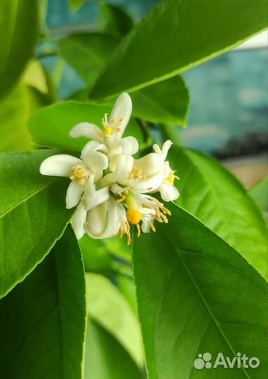 Цитрусовое плодоносящее дерево