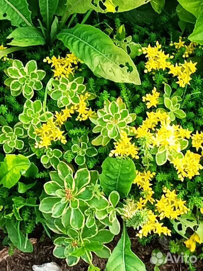 Многолетние цветы для сада2