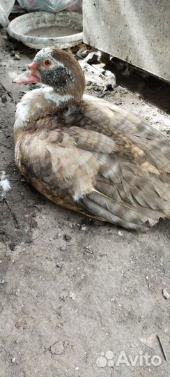 Мускусные утки