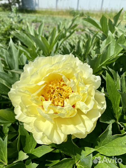 Пионы саженцы, корни