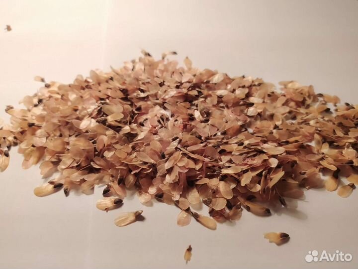 Семена лиственниц, елей, пихт, сосен и другого