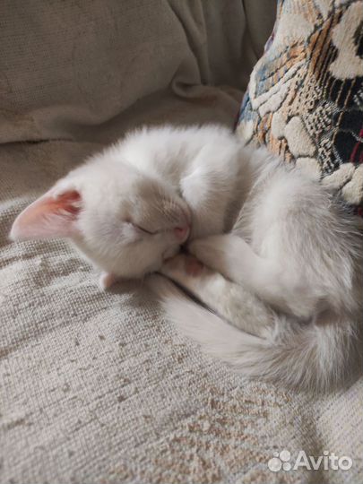 Отдам котенка