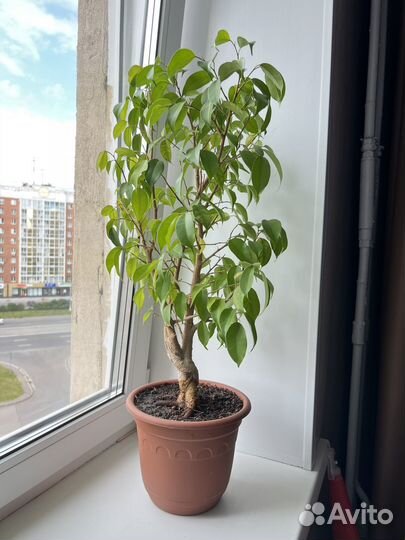 Фикус бенджамина