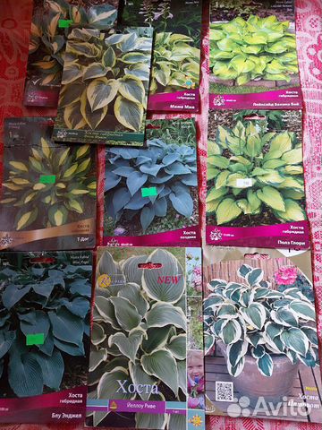 Хосты сортовые