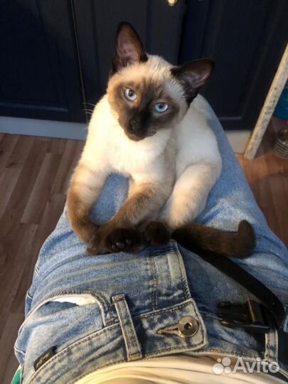 Сиамский кот для вязки