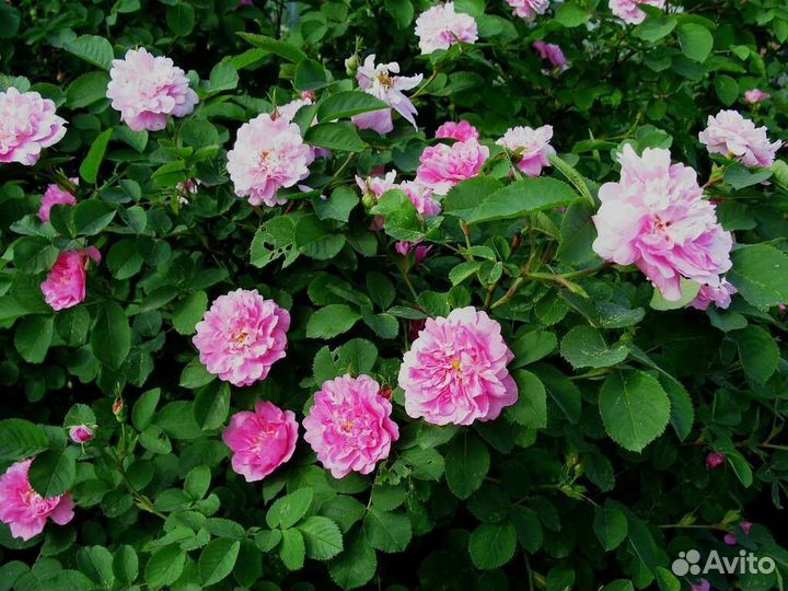 Шиповники декоративные