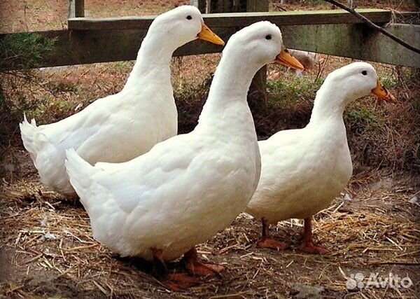 Суточные утята Агидель