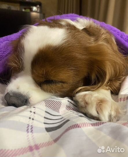 Догситтер передержка собак прогулки с собаками