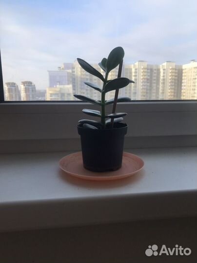 Денежное дерево