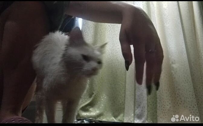 Ласковый котенок