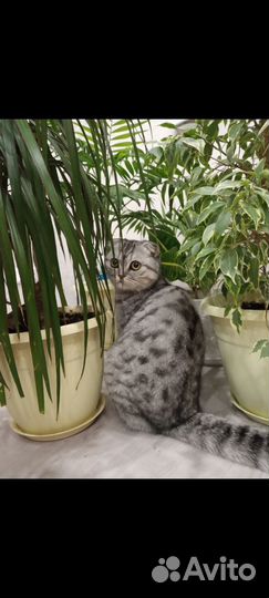 Кошки и котята