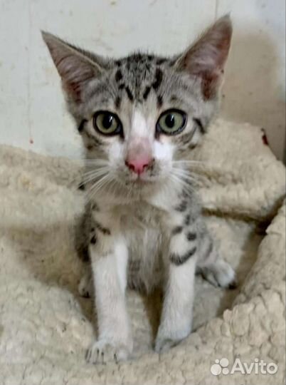 Кошка в дар бесплатно