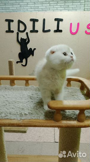 Вислоухий шотландец