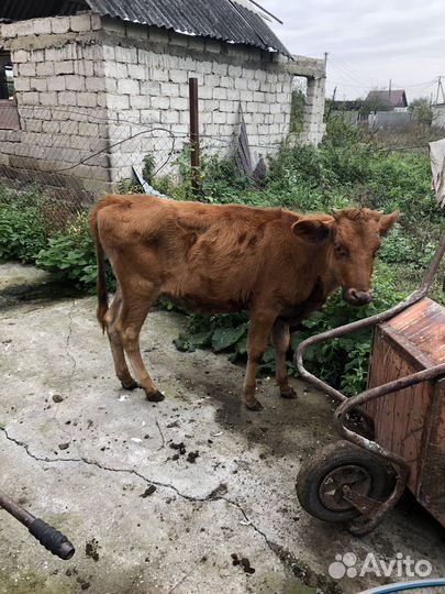 Телка 9 месяцев