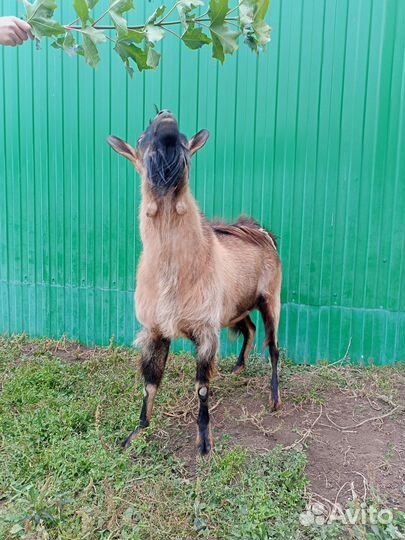 Козёл Альпийский