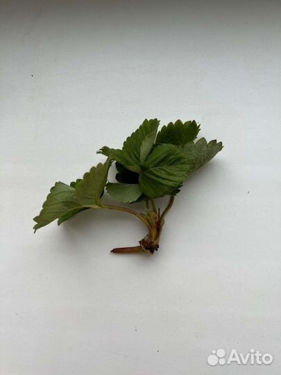 Усики клубники