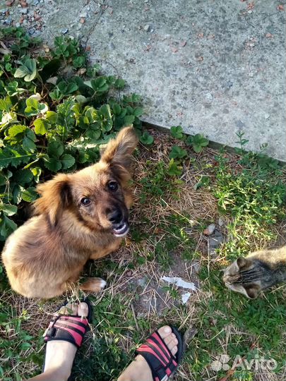 Собака (девочка) в добрые руки отдам бесплатно