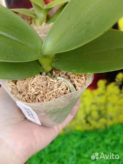 Орхидея фаленопсис