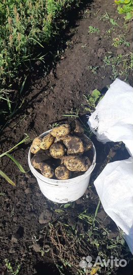 Продам картофель