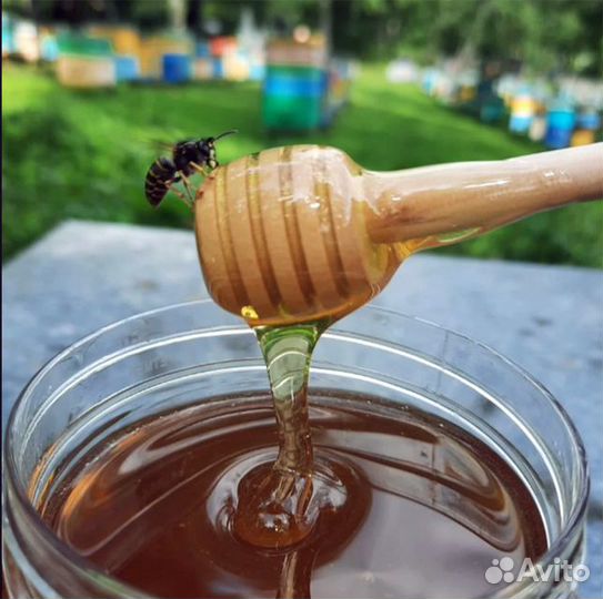 Мёд/Сибирский