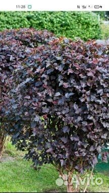 Бузульник брит Мари кроуфорд