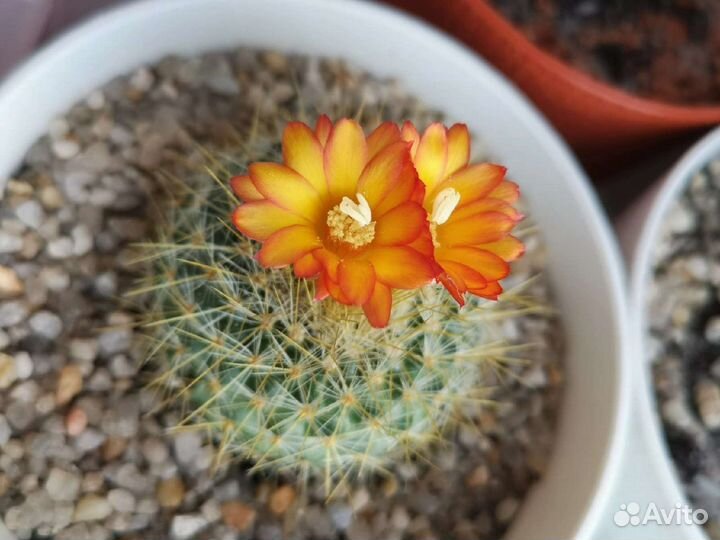 Кактус пародия крупный