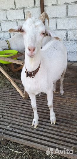 Продаем козлят и коз зааненских и альпийских