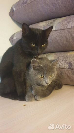 В добрые руки