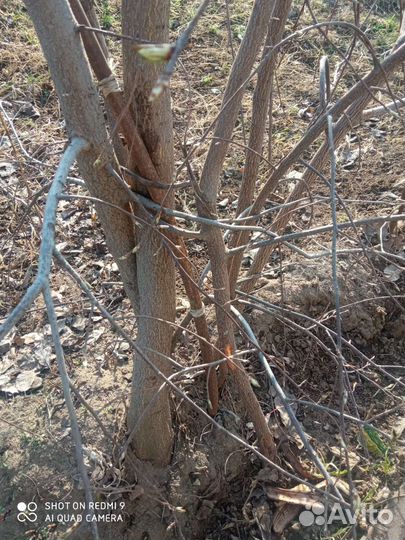 Саженцы черемухи