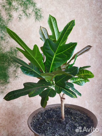 Комнатные растения