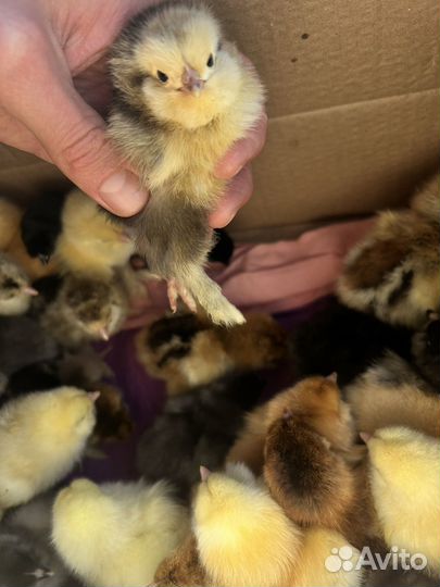 Продается яйцо пищевое и инкубационое