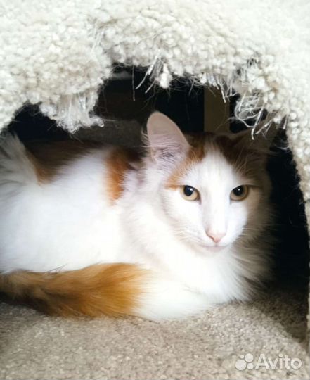 Потрясающий кот Батист в поисках дома