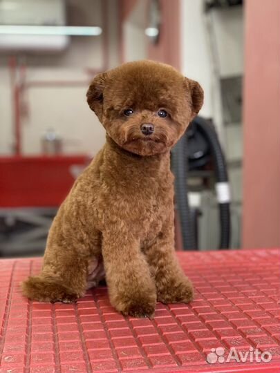 Стрижка пуделей в азиатском стиле и тедди