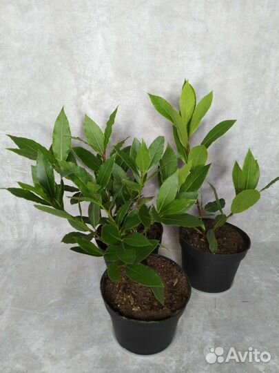 Лавровое дерево