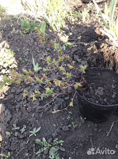 Спирея японская белая